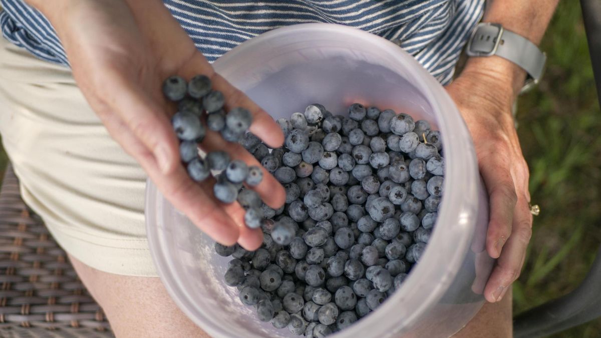 Nie wszędzie można zbierać jagody. Gdzie i jak je zbierać, żeby nie łamać prawa?