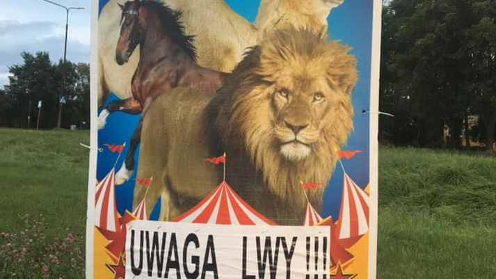 Wrocław. Nerwowo pod cyrkiem. Aktywiści chcą uwolnić zwierzęta