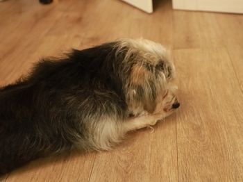 Mandat dla właścicieli psów. Wtedy sąsiad może zgłosić