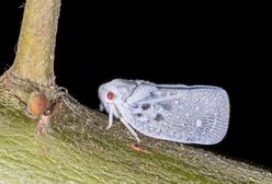 Już są w Polsce. Napływowe szkodniki sieją spustoszenie w ogrodach