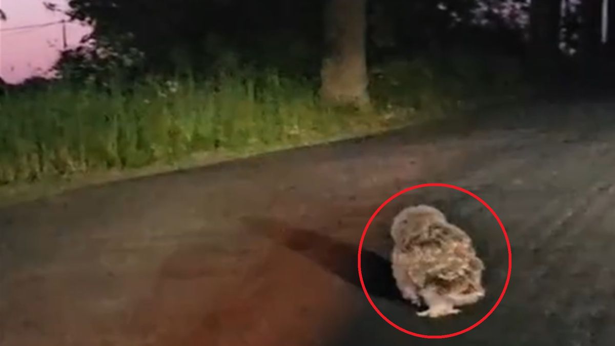 Zobaczyła młodą sowę na drodze. O to co zrobiła