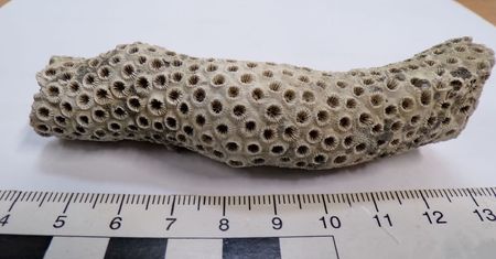 Przemyt cennych skamielin udaremniony dzięki czujności celnikom z Lublina. Rafa koralowa pod ochroną