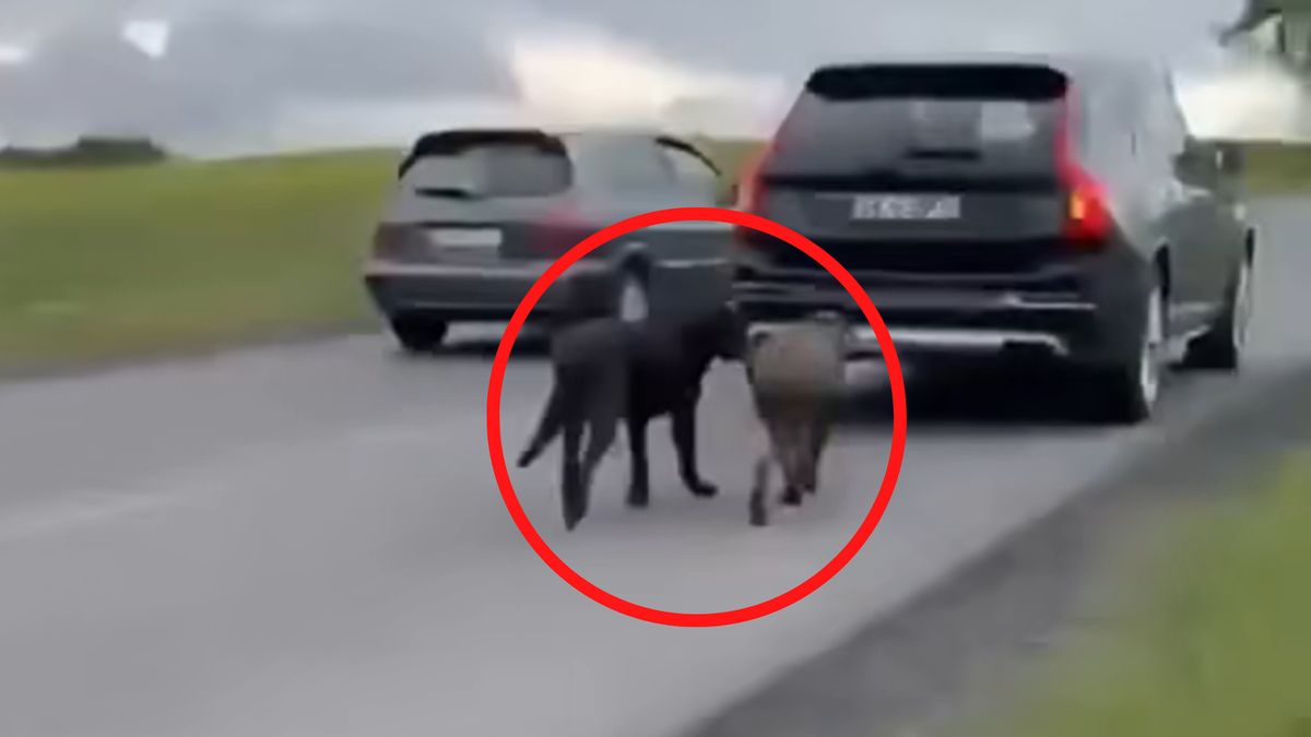 Ciągnął psy za samochodem.