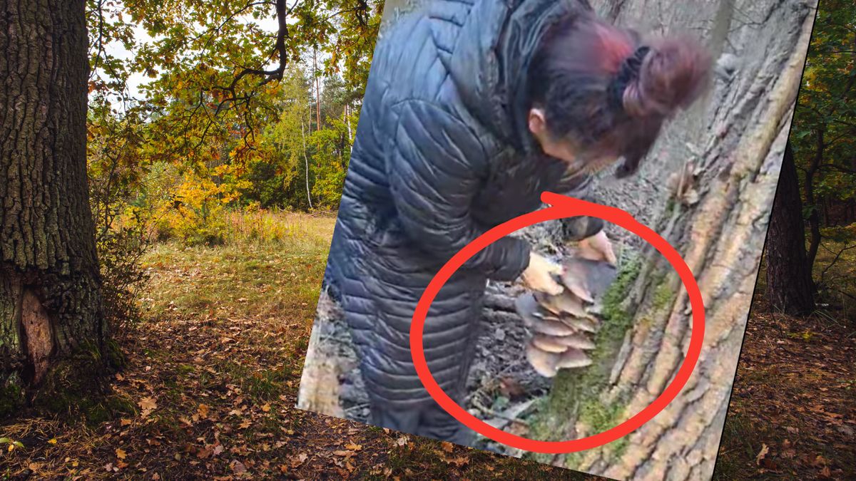 Pokazała grzyba. Takie znalezisko w grudniu