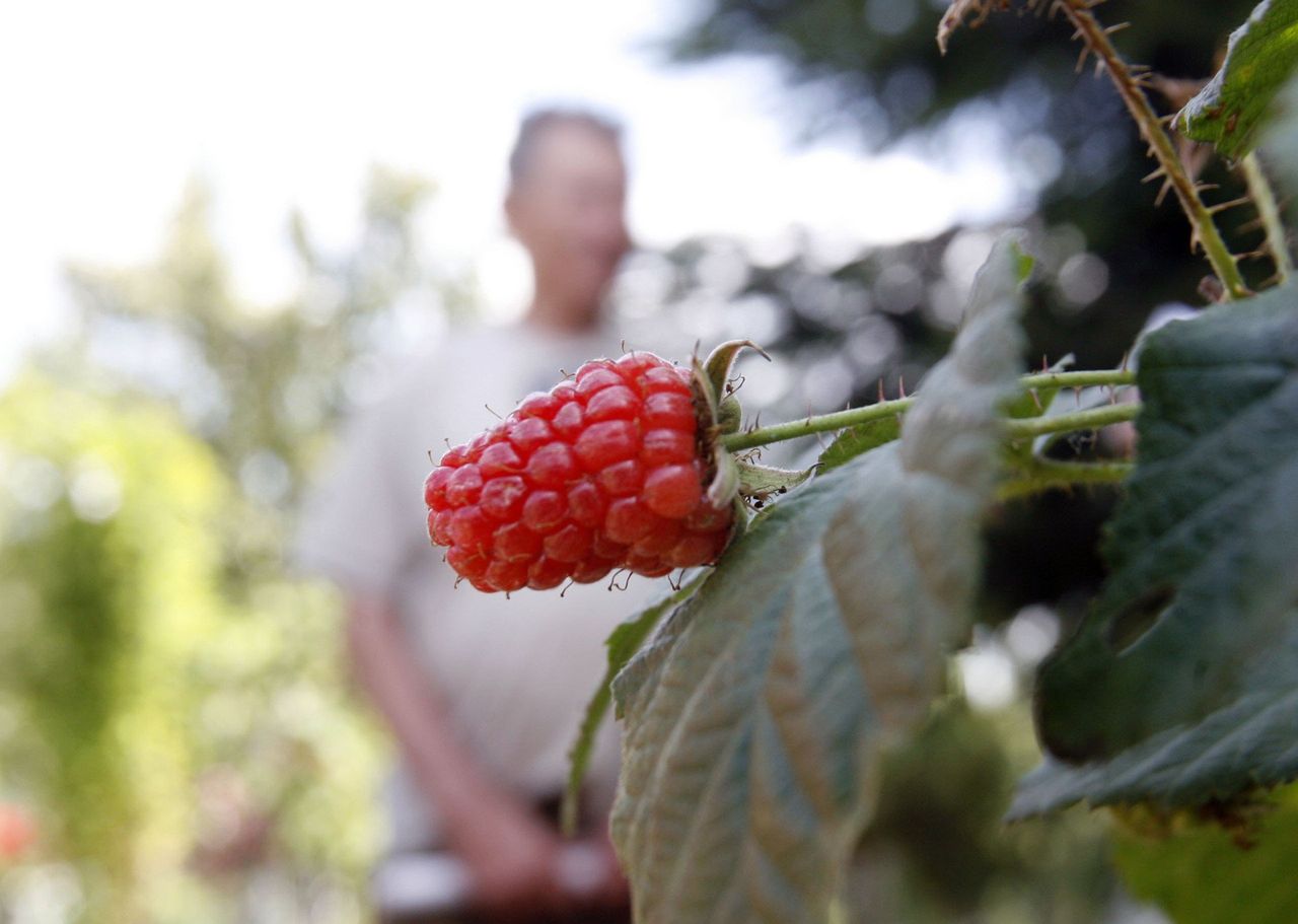 Legnica: Działkowcy otrzymali dotacje od miasta
