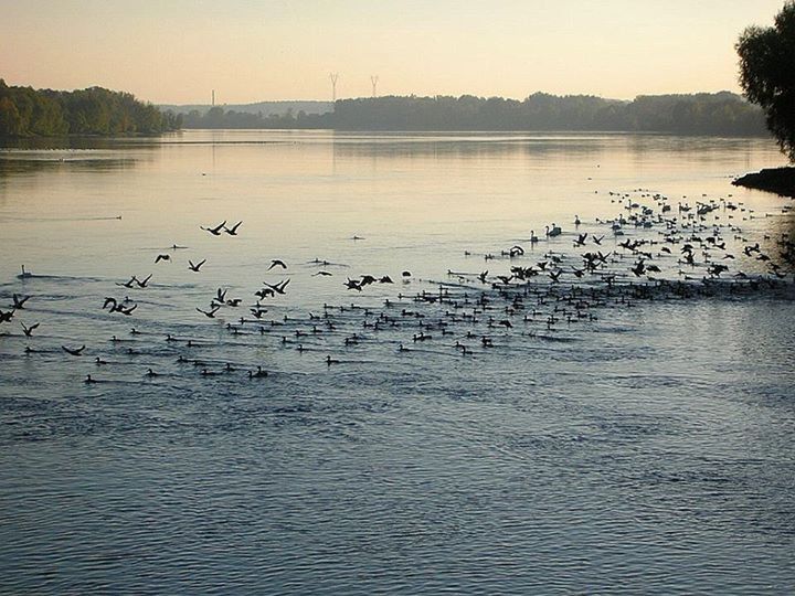 Poznaj Wisłę i jej mieszkańców (SPACER)