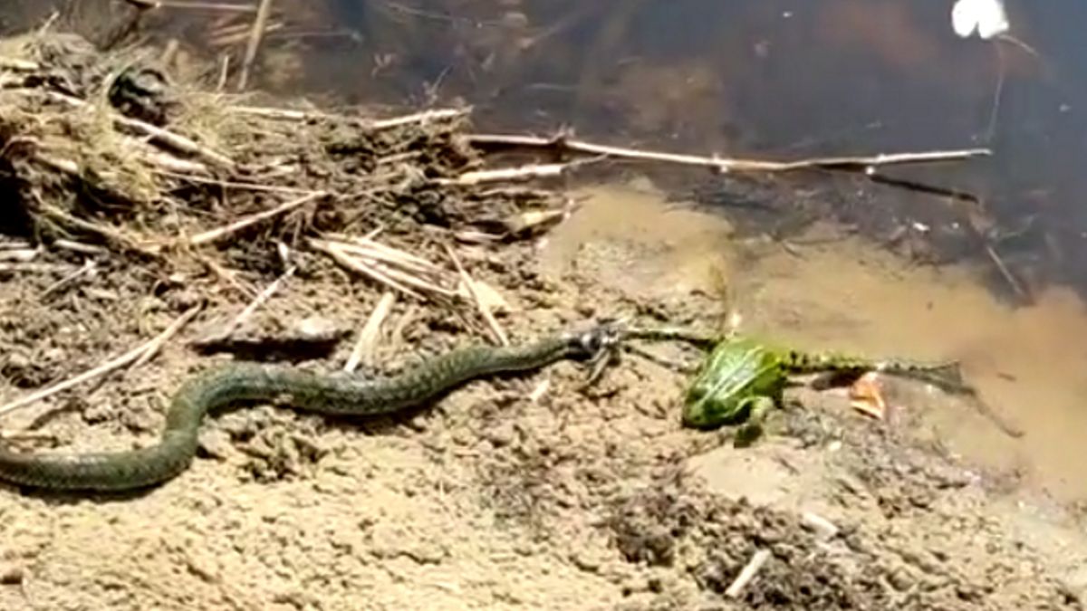  Zaskroniec atakuje żabę wodną. 