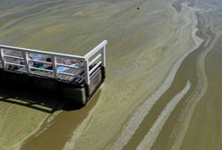 Sinice 2022. Zamknięte kąpieliska. Aktualna Mapa sinic [03.08.2022]