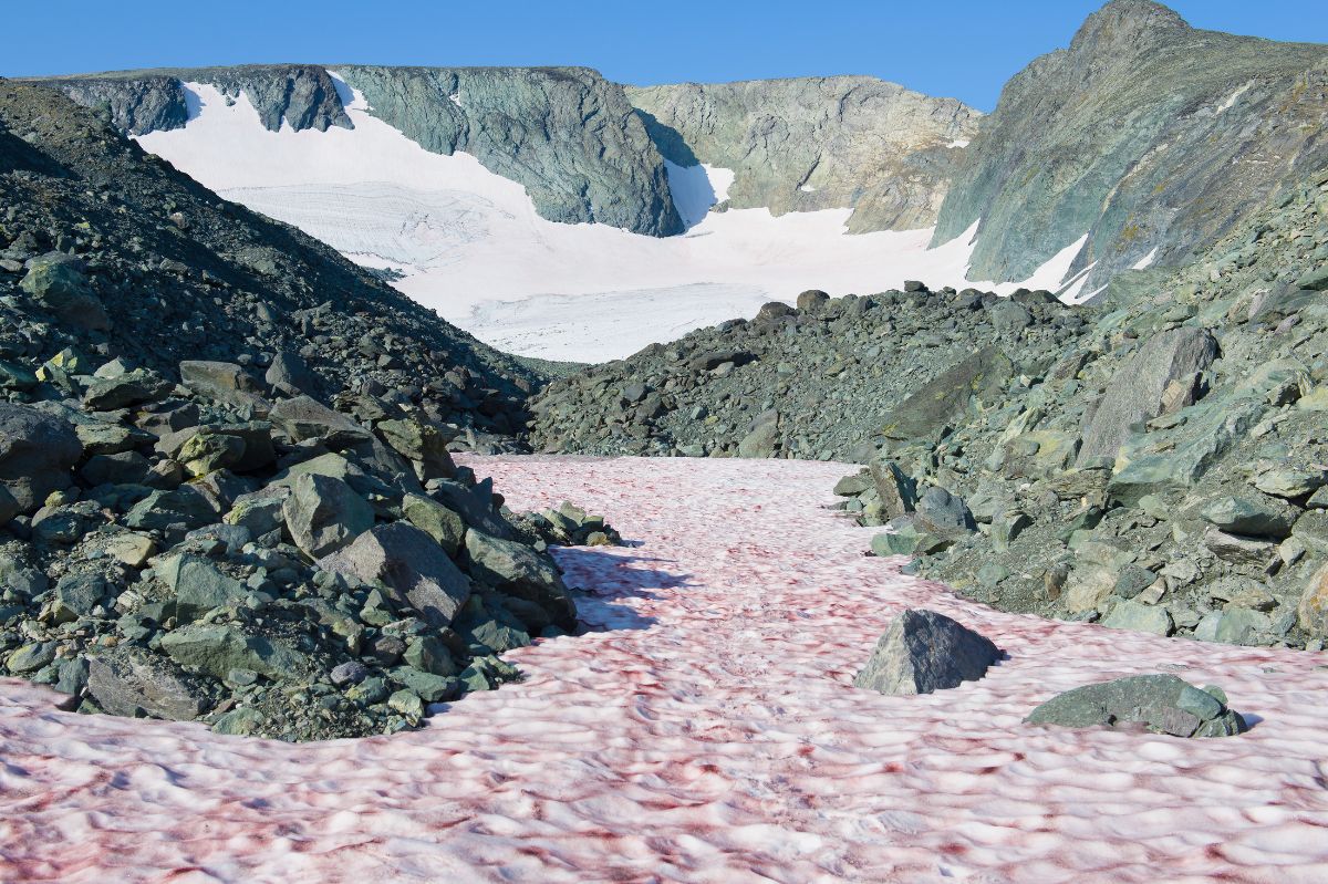 Experiencing the pink invasion: The Sierra Nevada's watermelon-scented snow phenomena