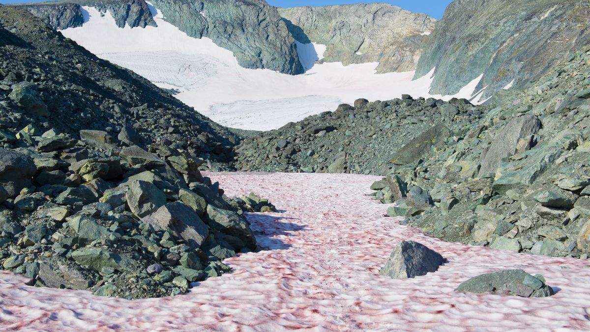 Różowy śnieg w górach.