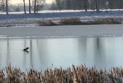 Fiknęła na lodzie. Musieli jej pomóc strażacy