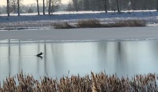 Fiknęła na lodzie. Musieli jej pomóc strażacy