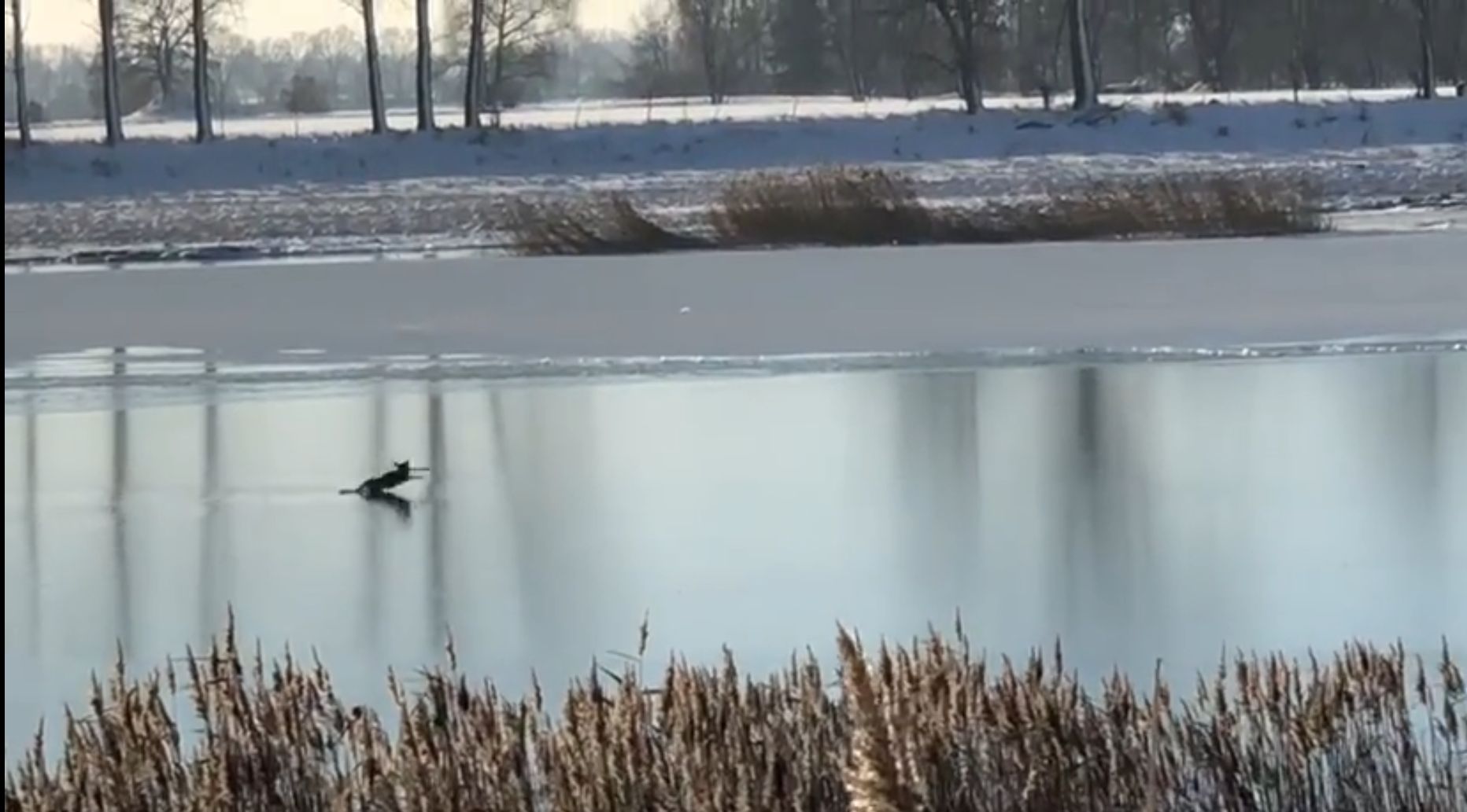 Sarna utknęła na jeziorze. Pomogli jej strażacy 