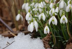 Przebiśniegi zakwitły w lutym. Nadchodzi wiosna?