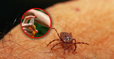 Kleszcze coraz częściej pojawiają się w ogrodzie. Jak chronić się przed ukąszeniem?