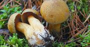 Ten grzyb ma przezabawną nazwę, a sezon na niego trwa. Polacy ignorują go, a jest lepszy niż podgrzybek