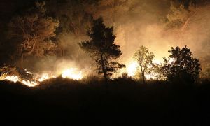 Stawiają pieniądze na pożary lasów. Ekspertka: katastrofa jak gra wideo