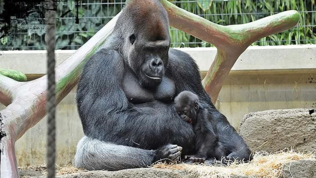 Warszawskie zoo pożegnało swojego byłego podopiecznego