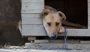 Koniec psów na łańcuchach, pseudohodowli i fajerwerków? Trwa zbiórka podpisów pod obywatelskim projektem ustawy