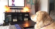 Jak psy reagują na telewizję? Lubią oglądać i mają swoje preferencje