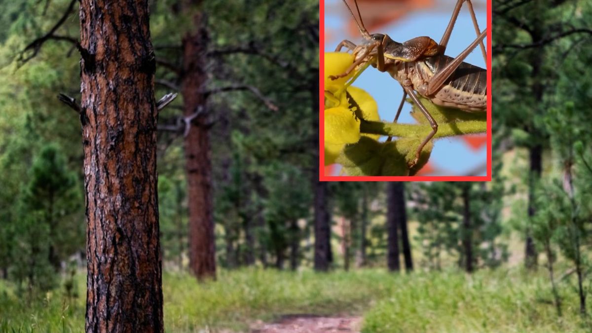 Siodlarka stepowa zaobserwowana w polskich lasach