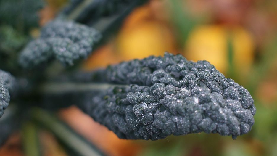 fot.  Ville Mononen z Pixabay