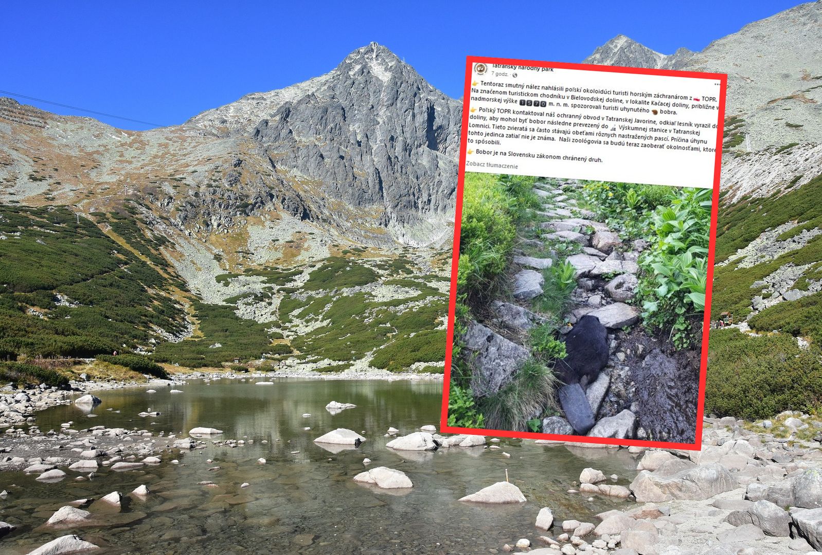 Turyści znaleźli martwego bobra. Wspinał się w Tatrach Wysokich