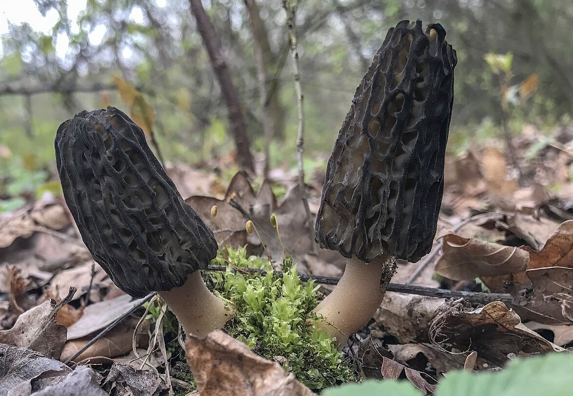 Dorodne smardze (Morchella elata), znalezione w okolicach Łodzi