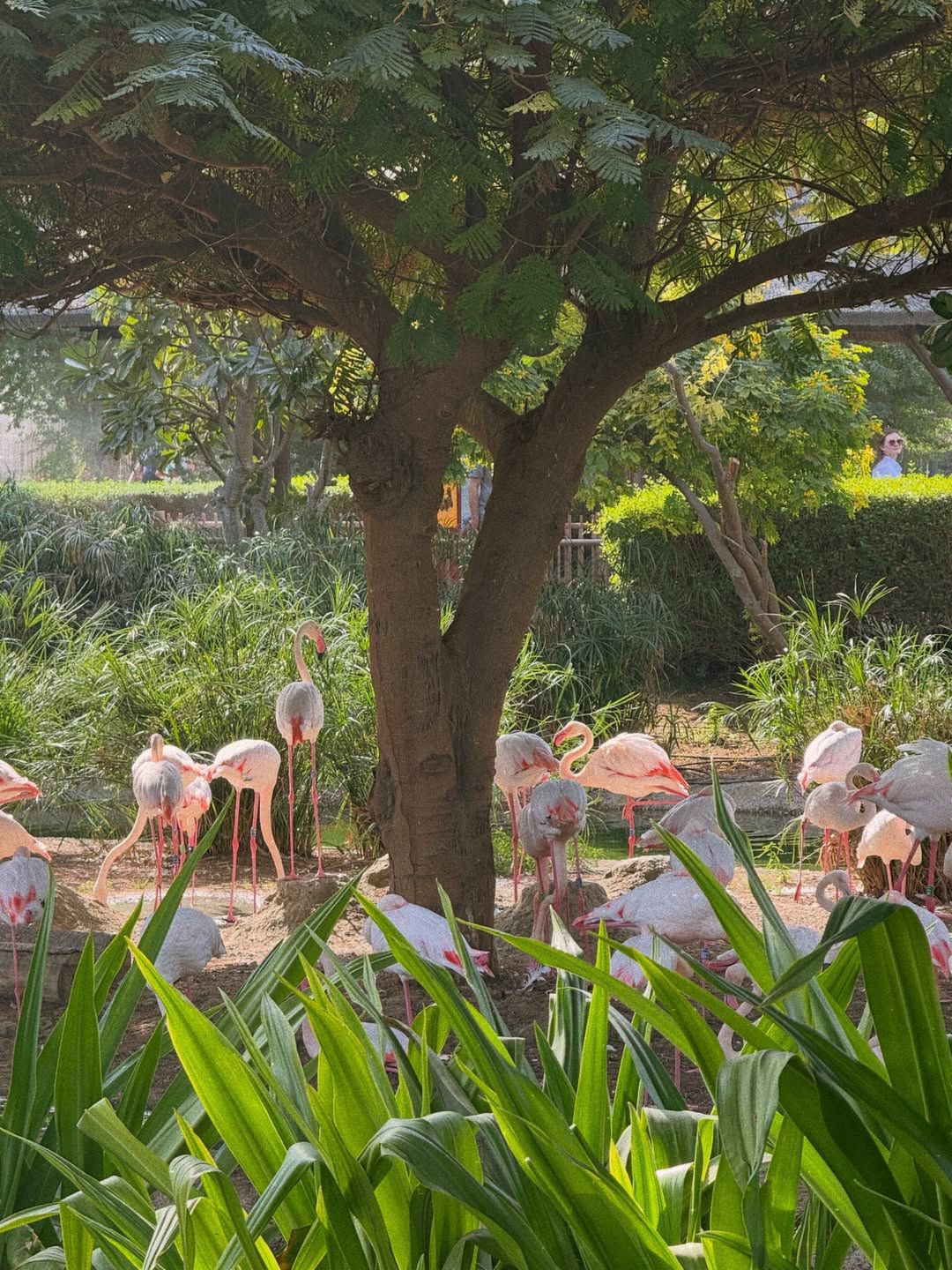 Rzeźniczakowie na wczasach