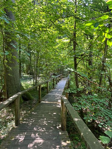 Puszcza Białowieska to jedyny las naturalny w Europie