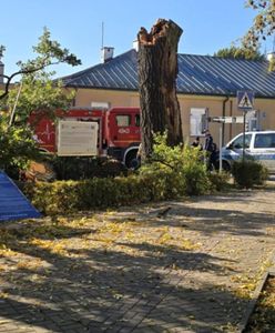 Pomnik przyrody runął na ulicę w centrum miasta. Istne pobojowisko