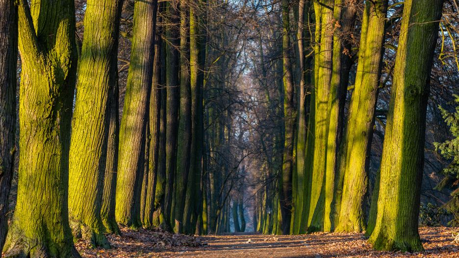Arboretum w Gołuchowie, Wielkopolska