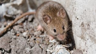 Zapomnij o chemii i pułapkach. Ten kuchenny zapach to koszmar dla myszy i szczurów
