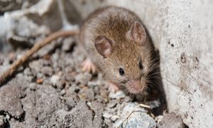 Zapomnij o chemii i pułapkach. Ten kuchenny zapach to koszmar dla myszy i szczurów
