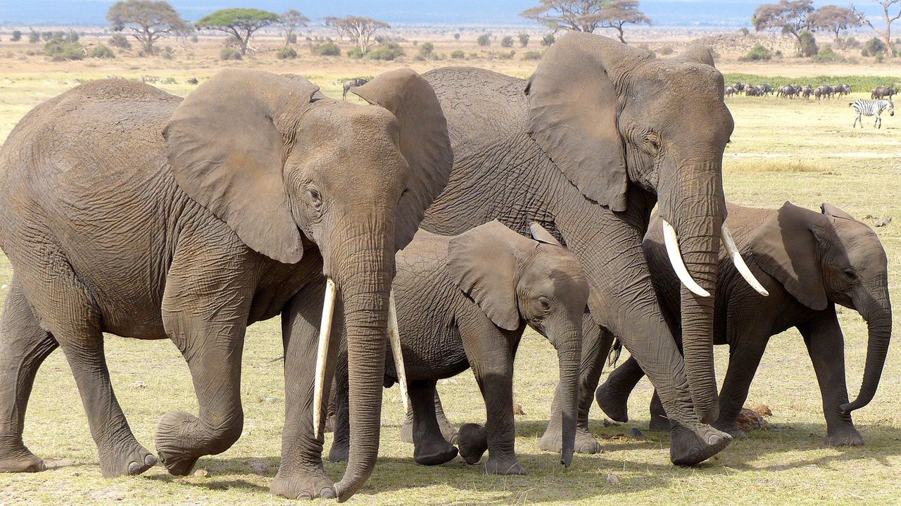 Elephants address each other by name.