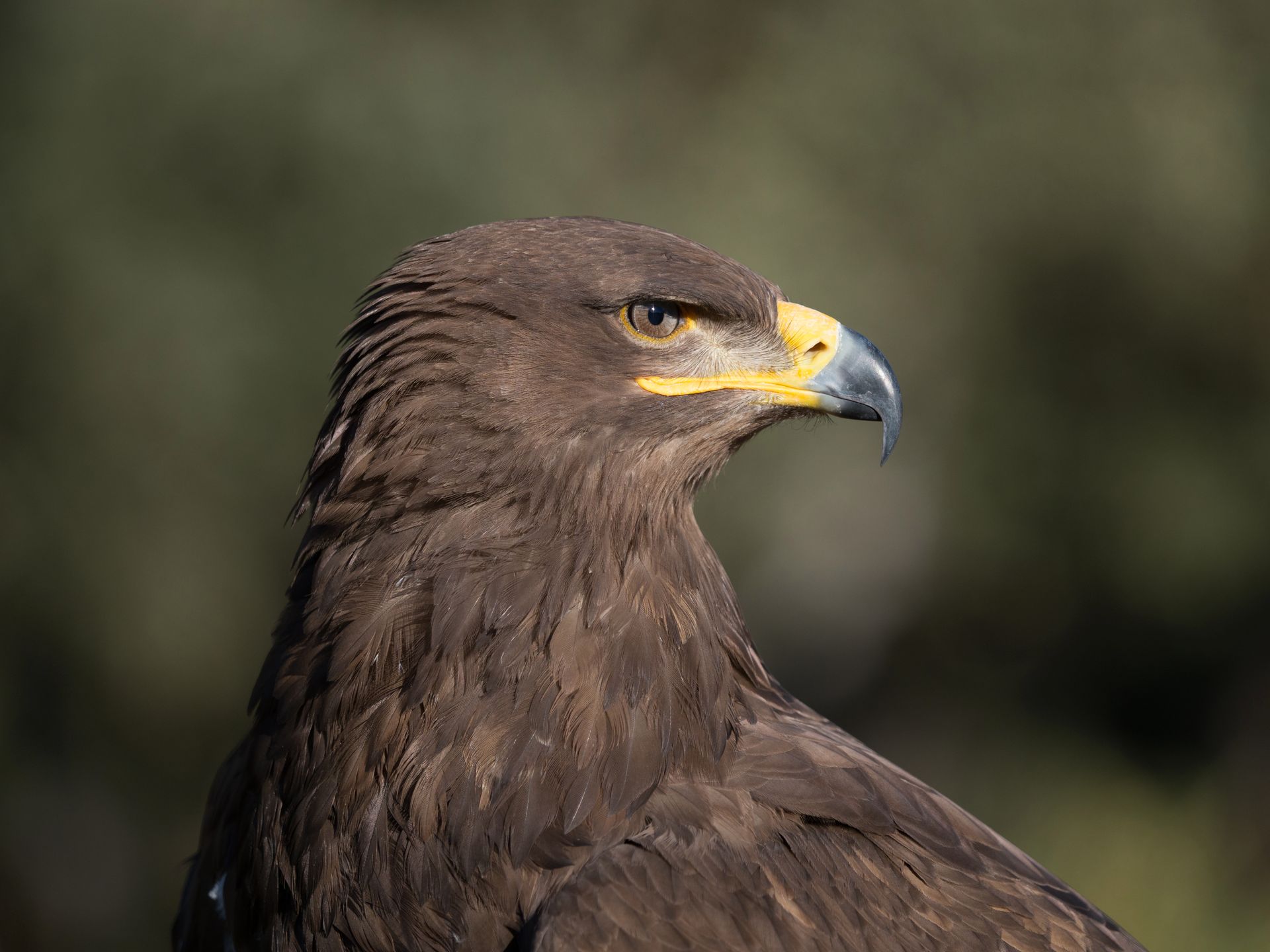 Olympus OM-D E-M1 Mark II - najszybszy na rynku [test] 138