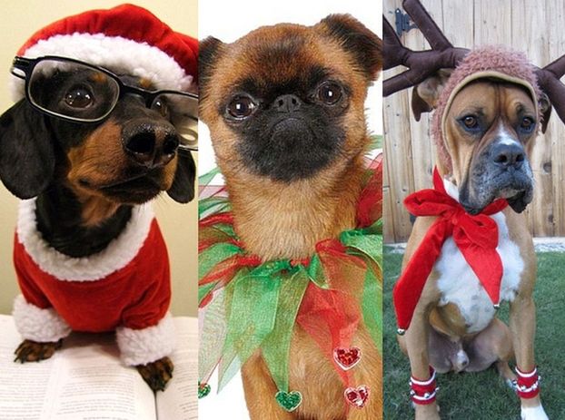 Pudelek na święta: psy i ich świąteczne przebrania (ZDJĘCIA)