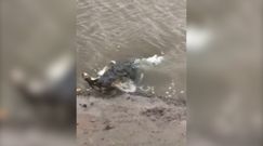 Ogromny krokodyl zaatakował młodego rekina. Zaskakujące nagranie z Australii