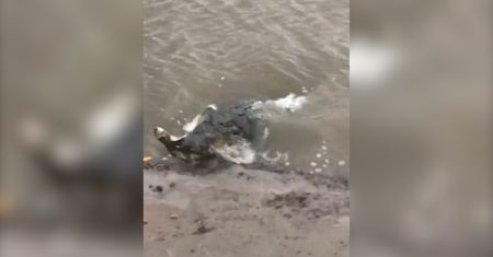 Ogromny rekin zaatakował młodego rekina. Zaskakujące nagranie z Australii