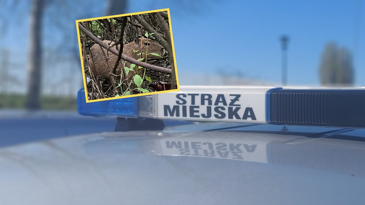 Kapibary uciekły z mini zoo