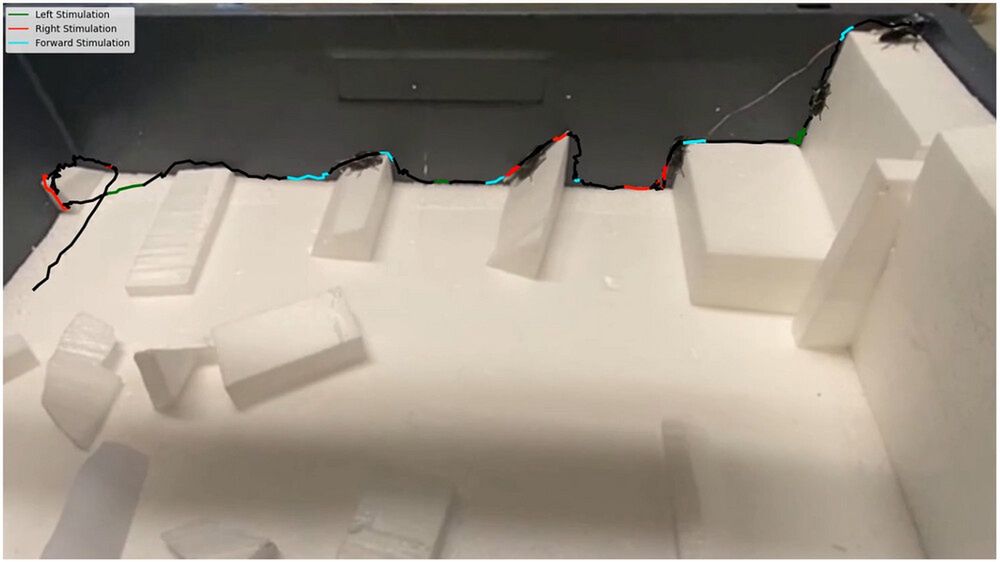 Ścieżka, po której poruszał sięjeden z badanych chrząszczy