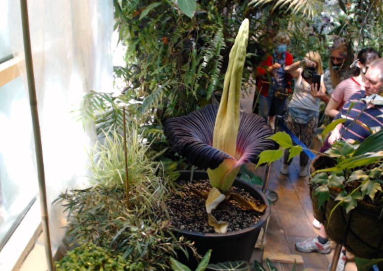 Warszawa. Noc dziwidła olbrzymiego. Tłumy w Ogrodzie Botanicznym