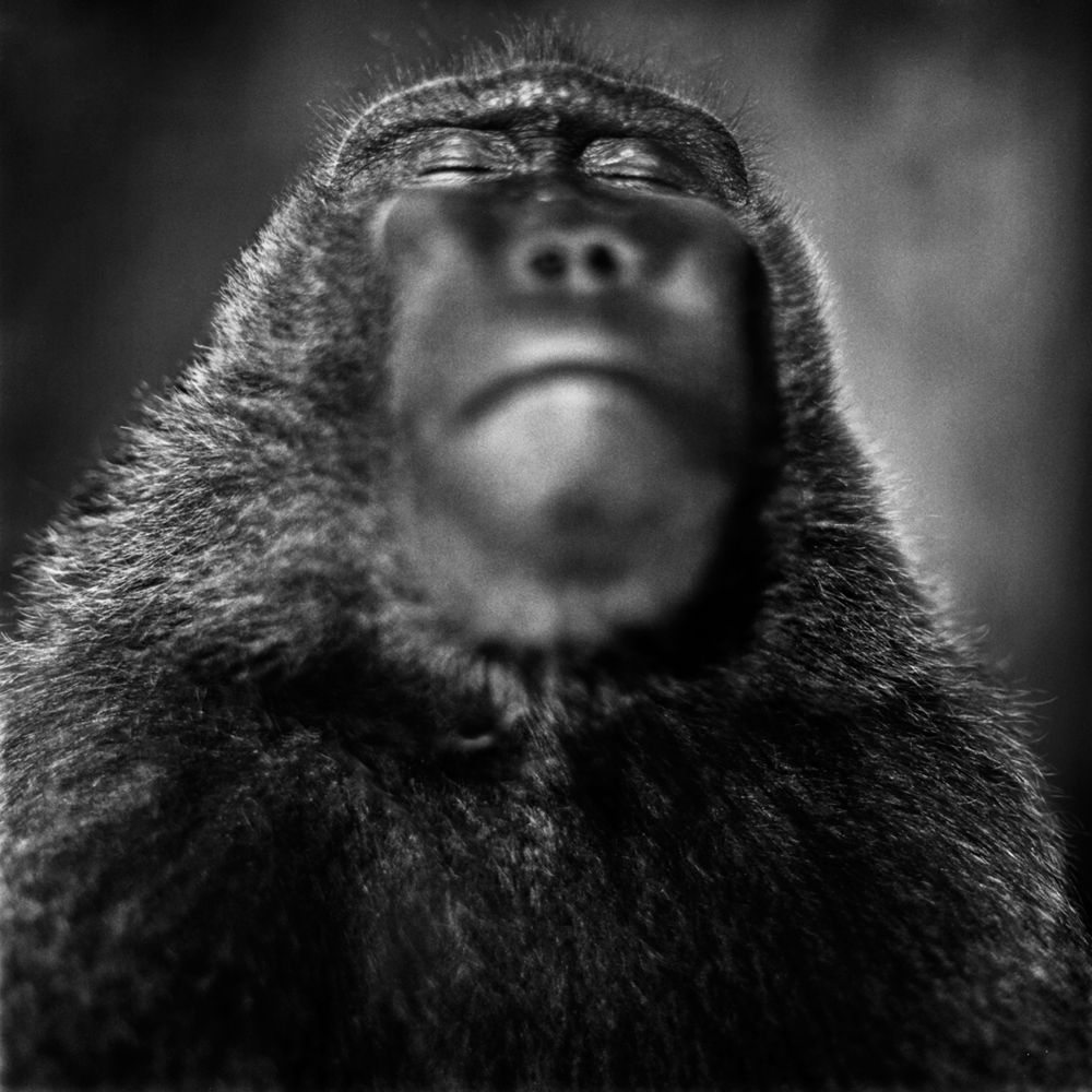 Bardziej ludzkie od ludzi. Wyjątkowe portrety zwierząt autorstwa Jacka Kusza [wywiad] 3