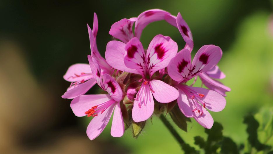 Geranium, anginka, pelargonia 