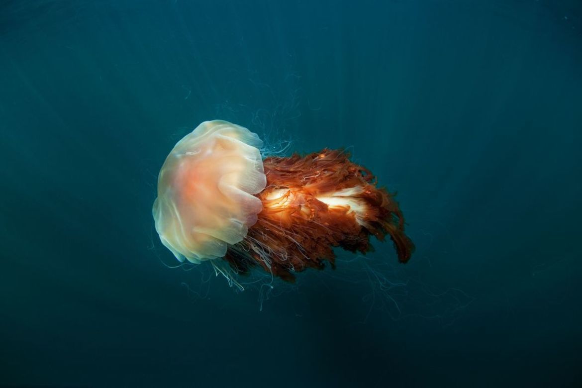 Adam Żądło w finale Smithsonian Photo Contest 2017 18