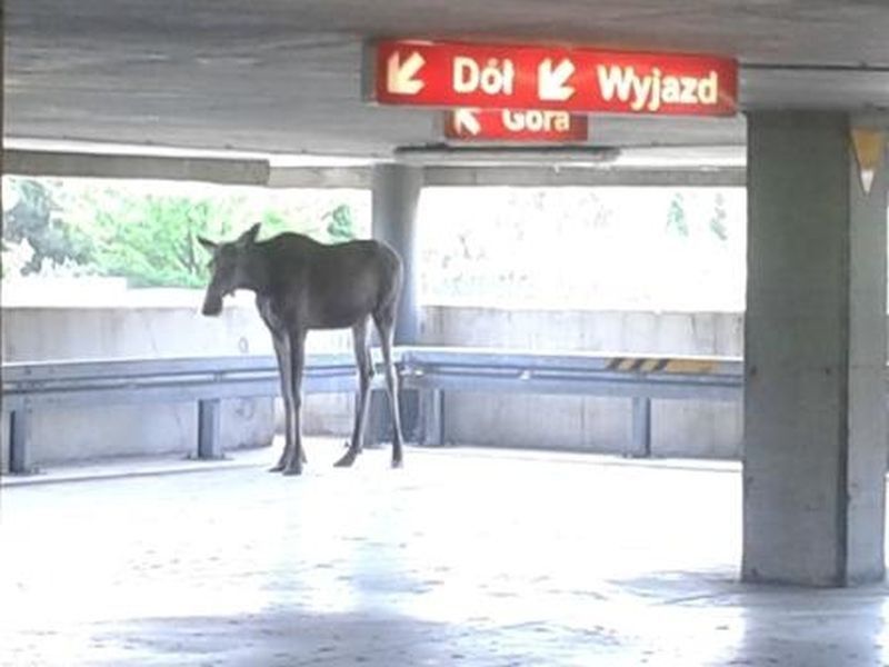 Łoś na terenie centrum handlowego na Bemowie!