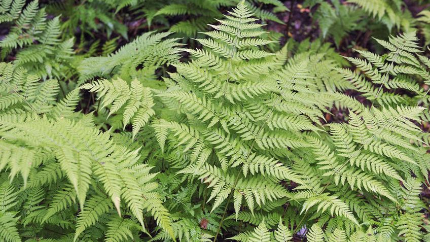 Narecznica samcza to rodzaj paproci, którą bardzo często można spotkać w lasach