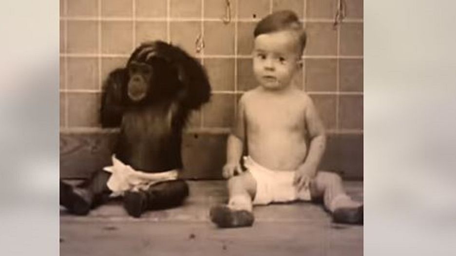 Wychowywali syna z szympansem. Tragiczne skutki eksperymentu