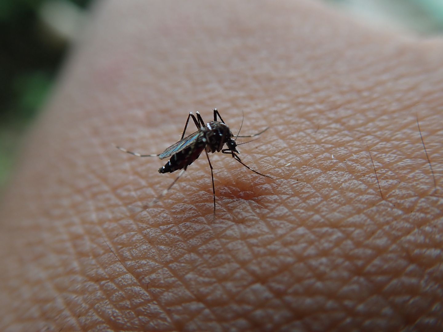 Pojawia się po ukąszeniu komara. Znak, by dzwonić po pogotowie
