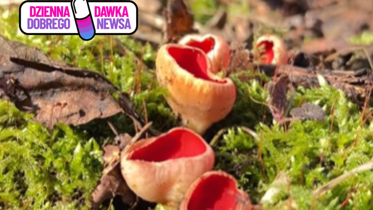 W lasach pojawiają się czarki - charakterystyczne grzyby